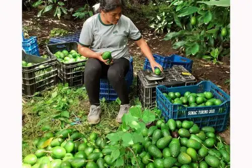 Foto: ANDINA/difusión.