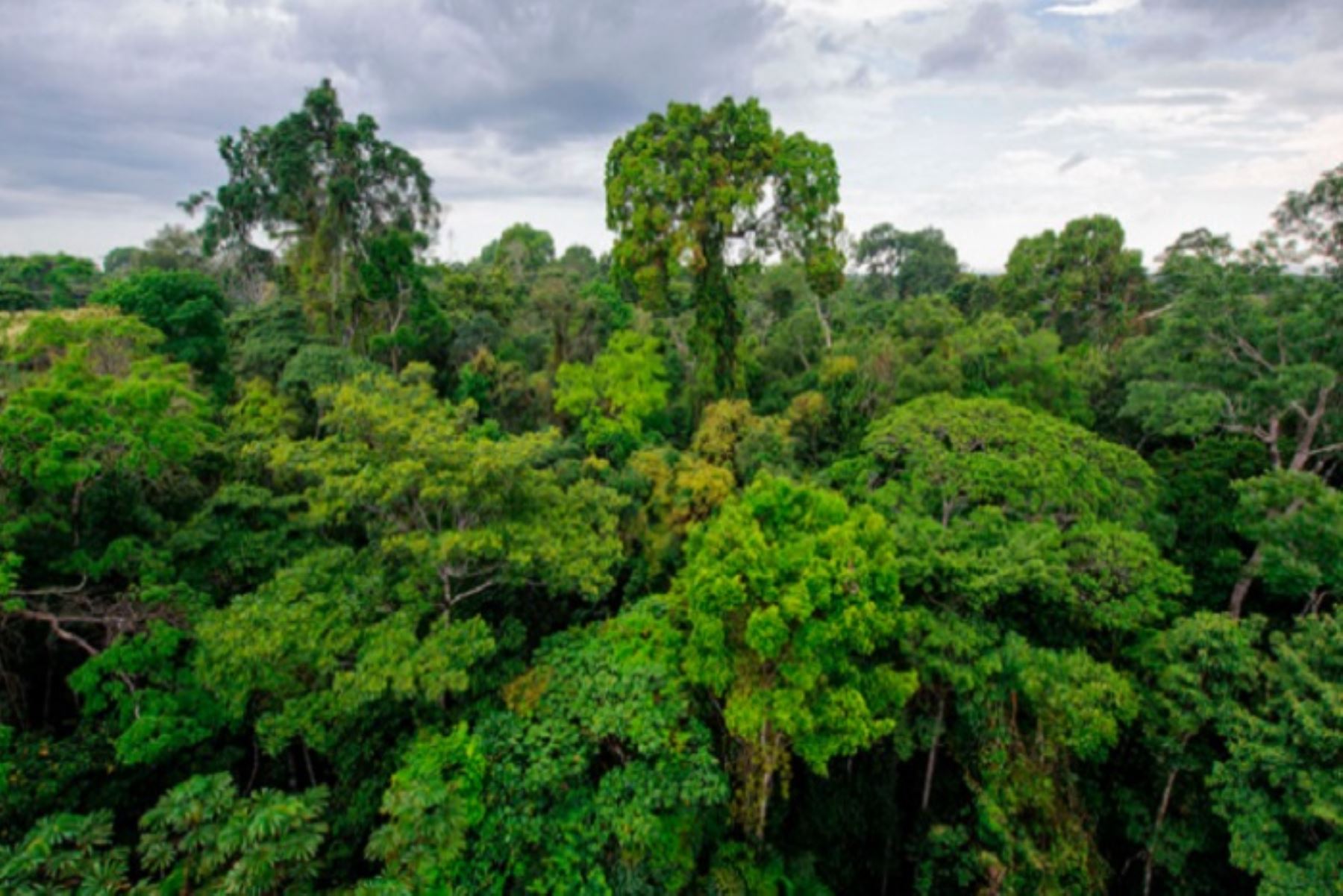 La principal preocupación de los peruanos, en especial los que viven en la Amazonía, es proteger los bosques y reducir la deforestación. Foto: ANDINA/difusión.