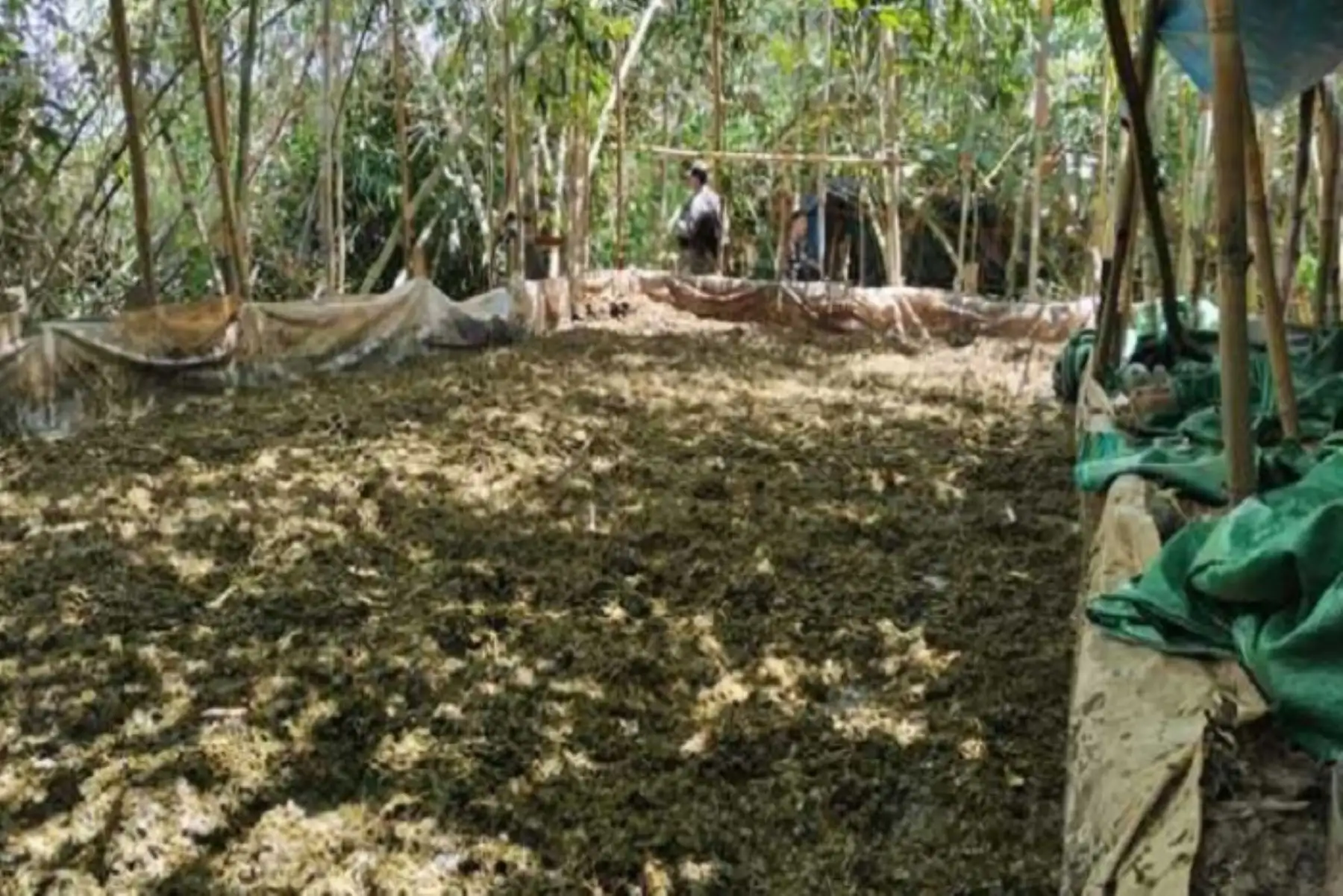 El centro de fabricación de droga estaba compuesto por una poza de maceración de 30 metros de largo y 6 metros de ancho, con aproximadamente 6 toneladas de hoja de coca, y otra de decantación de 3 metros de largo con 1.5 metros de ancho.