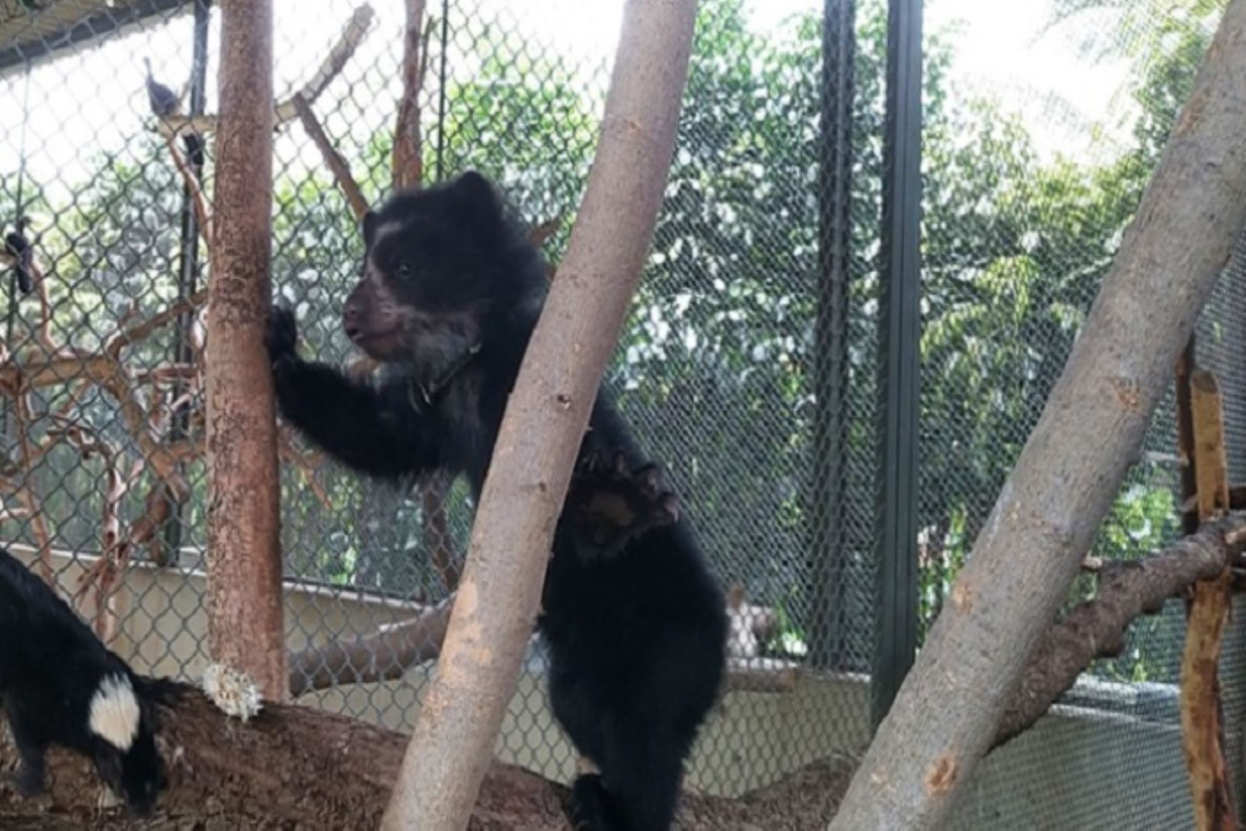 Los osos de anteojos prefieren vivir en los bosques húmedos y de neblinas, la selva alta y el páramo. También vive en zonas semiáridas como la ecorregión del Bosque Seco Ecuatorial.