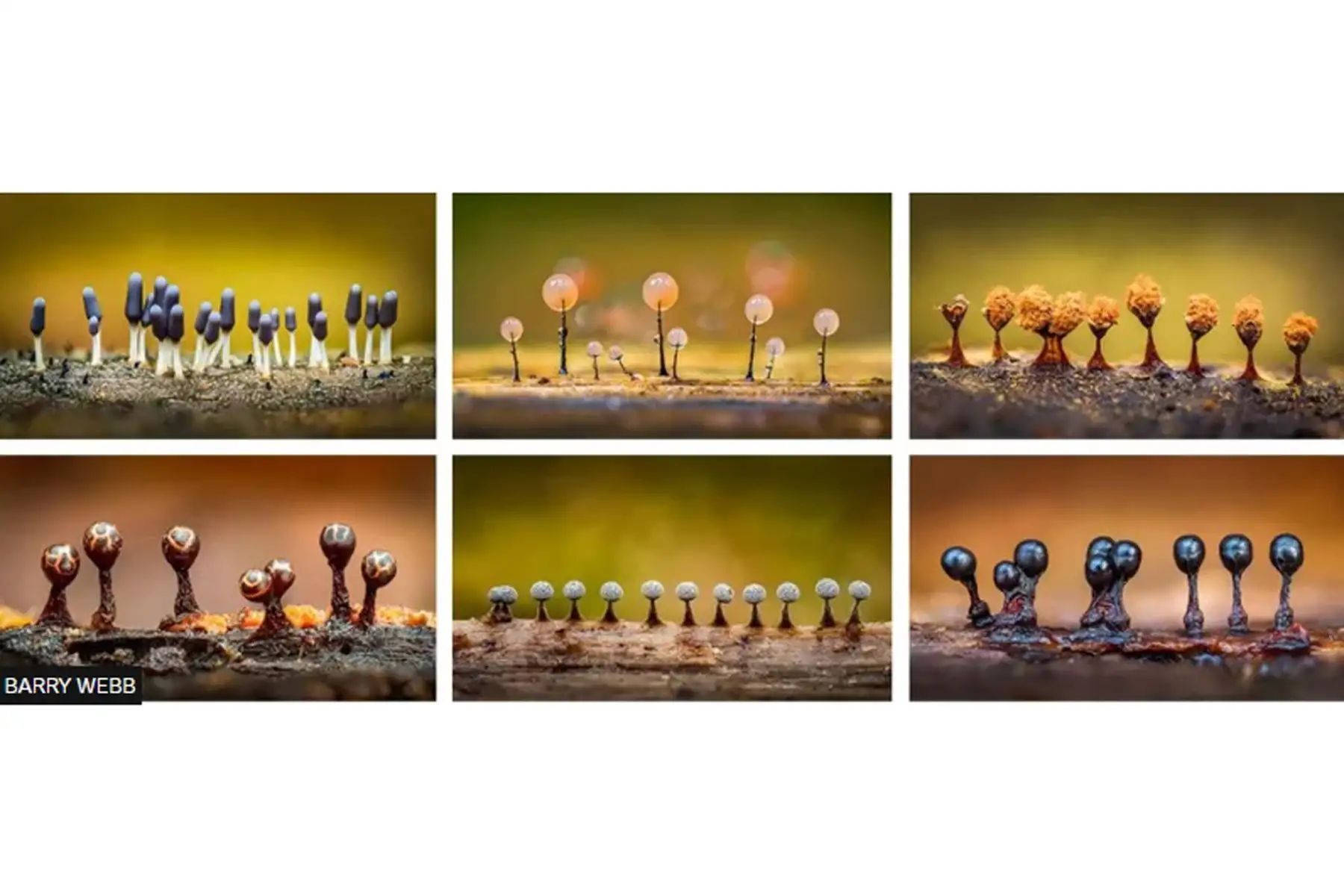 Barry Webb obtuvo el primer lugar en la sección de Portafolios y una Medalla de Oro de la Royal Photographic Society.
Su serie de imágenes captura la belleza y la diversidad de los mohos mucilaginosos, cada uno formado por muchas imágenes apiladas unas sobre otras.
Foto:Barry Webb