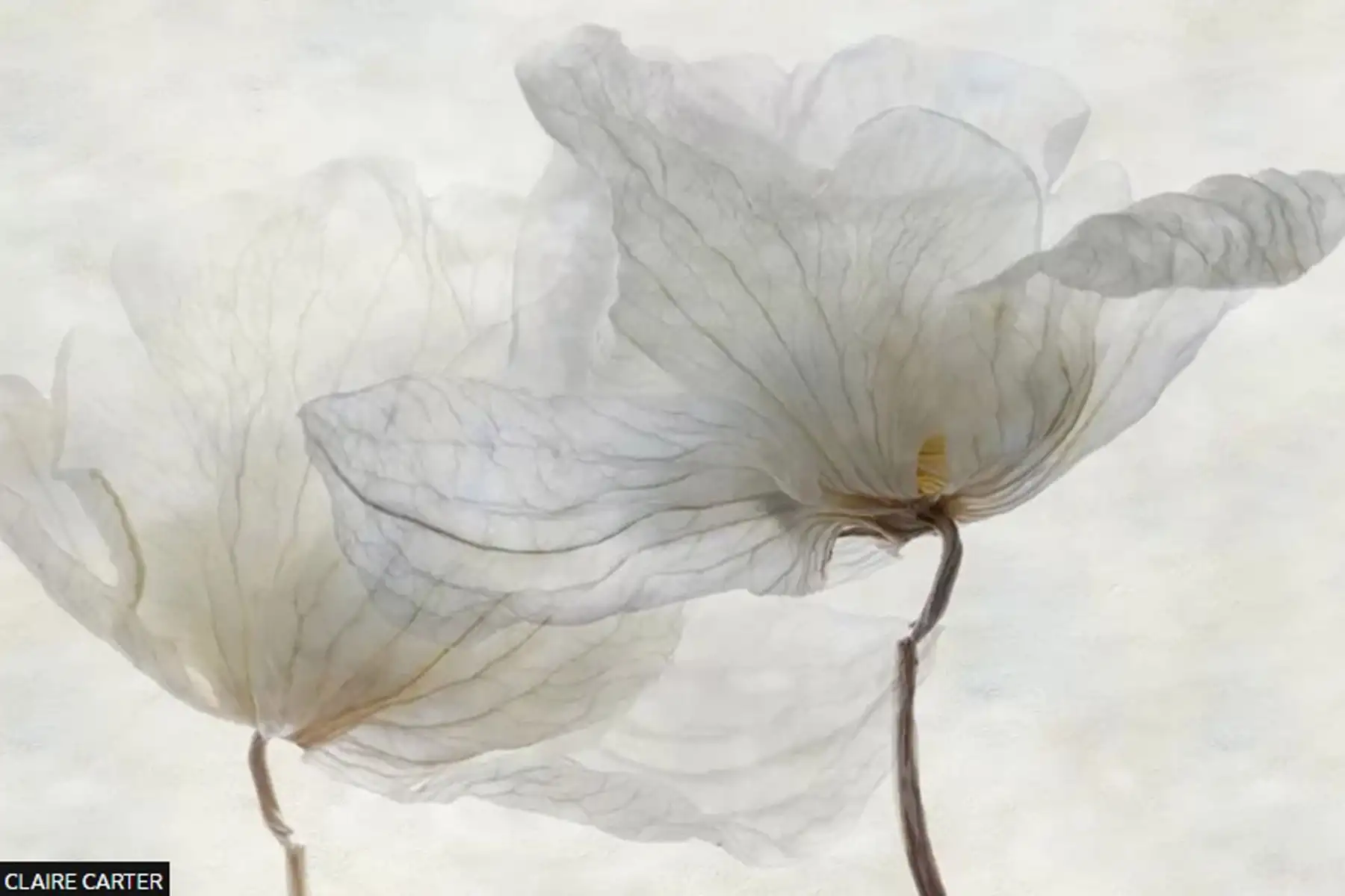 Fallen Orchid Flowers de Claire Carter ganó la categoría Belleza de las plantas.
"Capturé estas flores de orquídeas muertas, después de que cayeron, cuando comenzaron a secarse y adquirieron una maravillosa textura similar al papel", dice Carter.
Foto:Fallen Orchid Flowers de Claire Carter