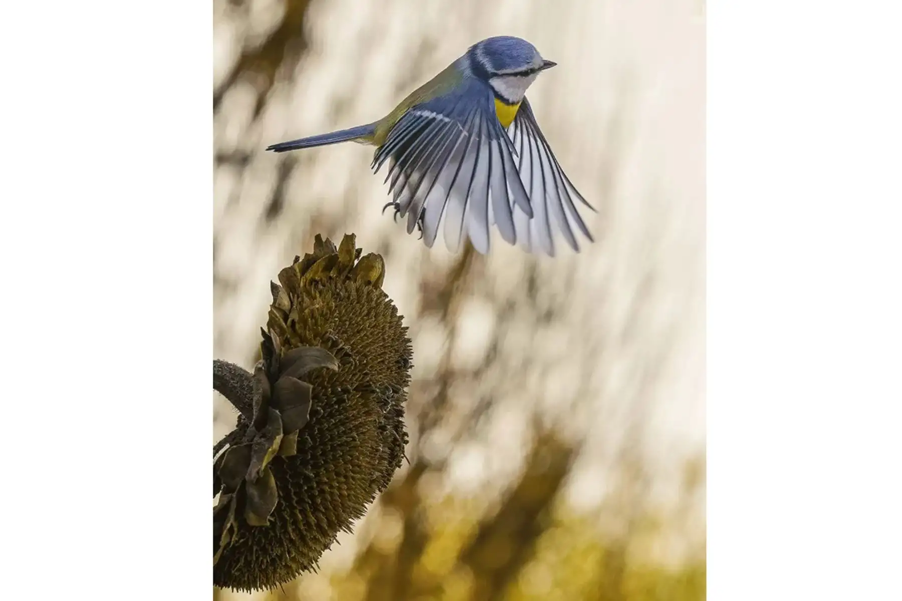 La categoría Vida Silvestre en el Jardín fue ganada por Gianluca Benini. Su foto, Cinciarella, fue tomada en Castelnuovo del Garda en Verona, Italia.
Foto:Gianluca Benini