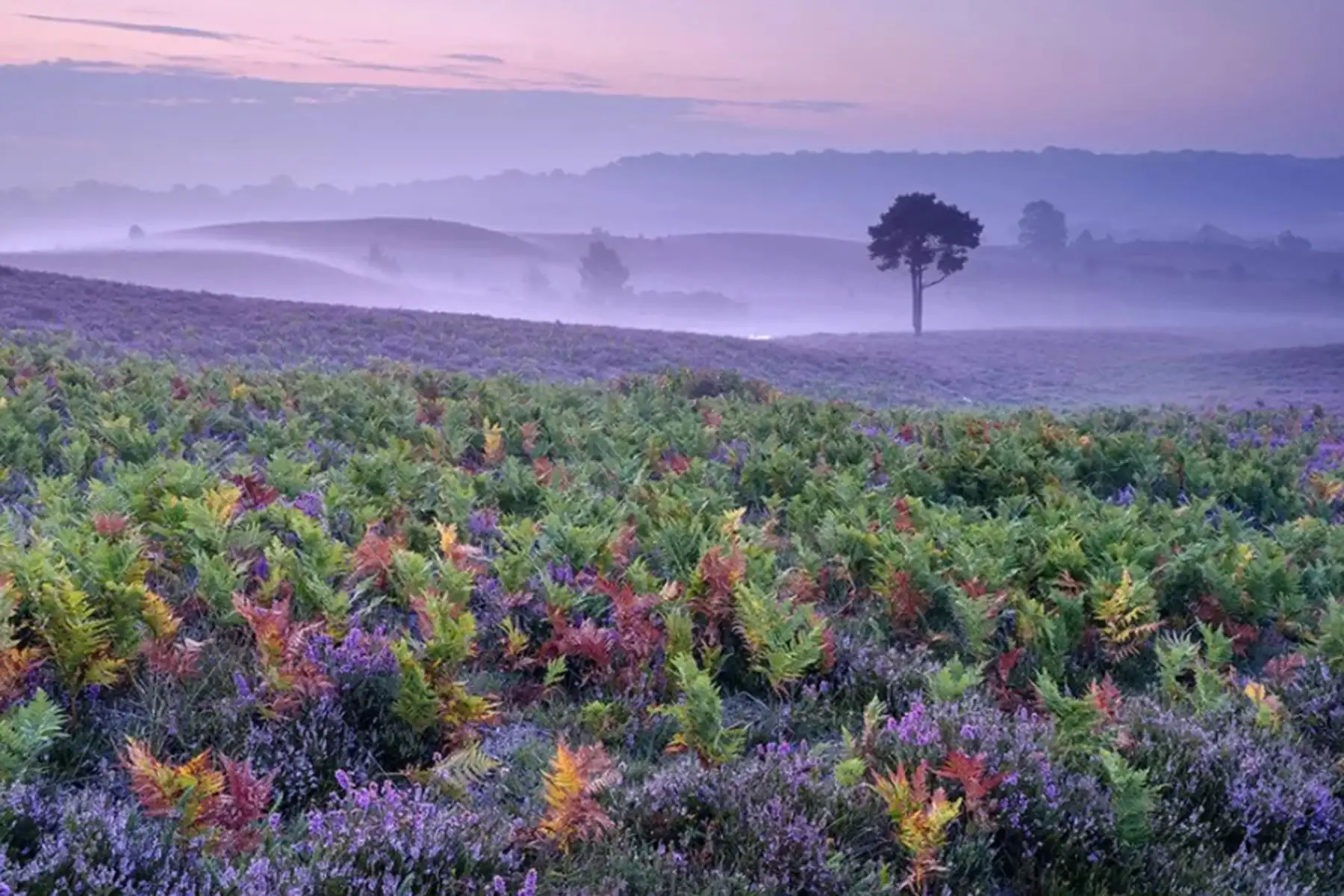 Heather and Bracken de Mark Bauer fue tomada en New Forest en Hampshire y ganó la categoría de Paisajes de flores silvestres.
Foto:Competencia International Garden Photographer of the Year