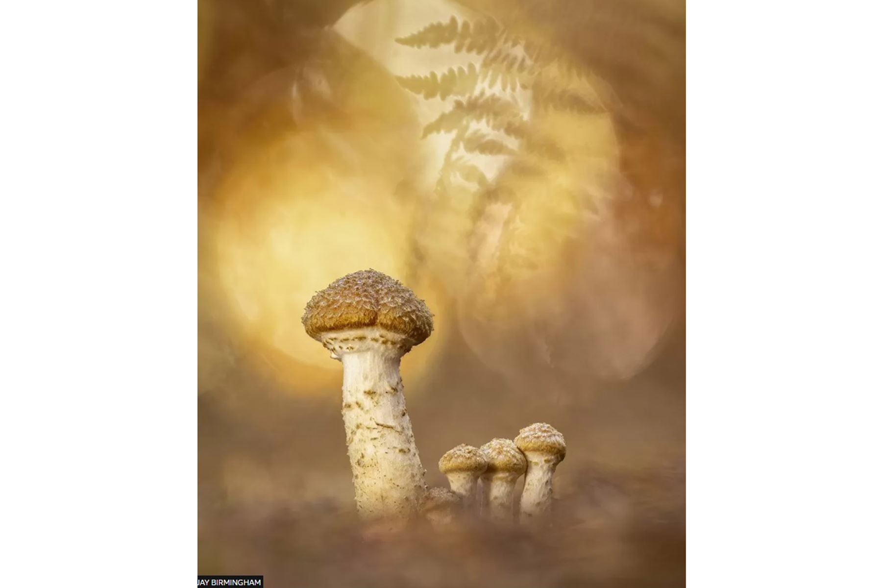 La categoría World of Fungi fue otorgada a Jay Birmingham por su fotografía titulada Autumn Emergence, que fue tomada en Monks Park Wood, Warwickshire.
Foto:Jay Birmingham