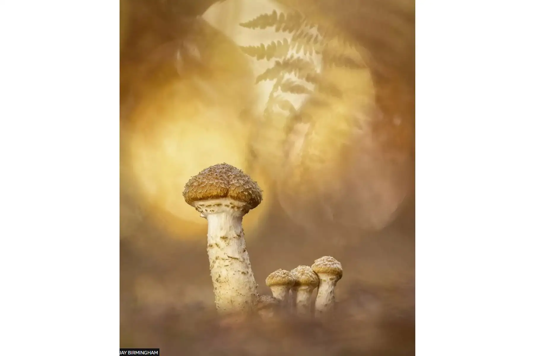 La categoría World of Fungi fue otorgada a Jay Birmingham por su fotografía titulada Autumn Emergence, que fue tomada en Monks Park Wood, Warwickshire.
Foto:Jay Birmingham