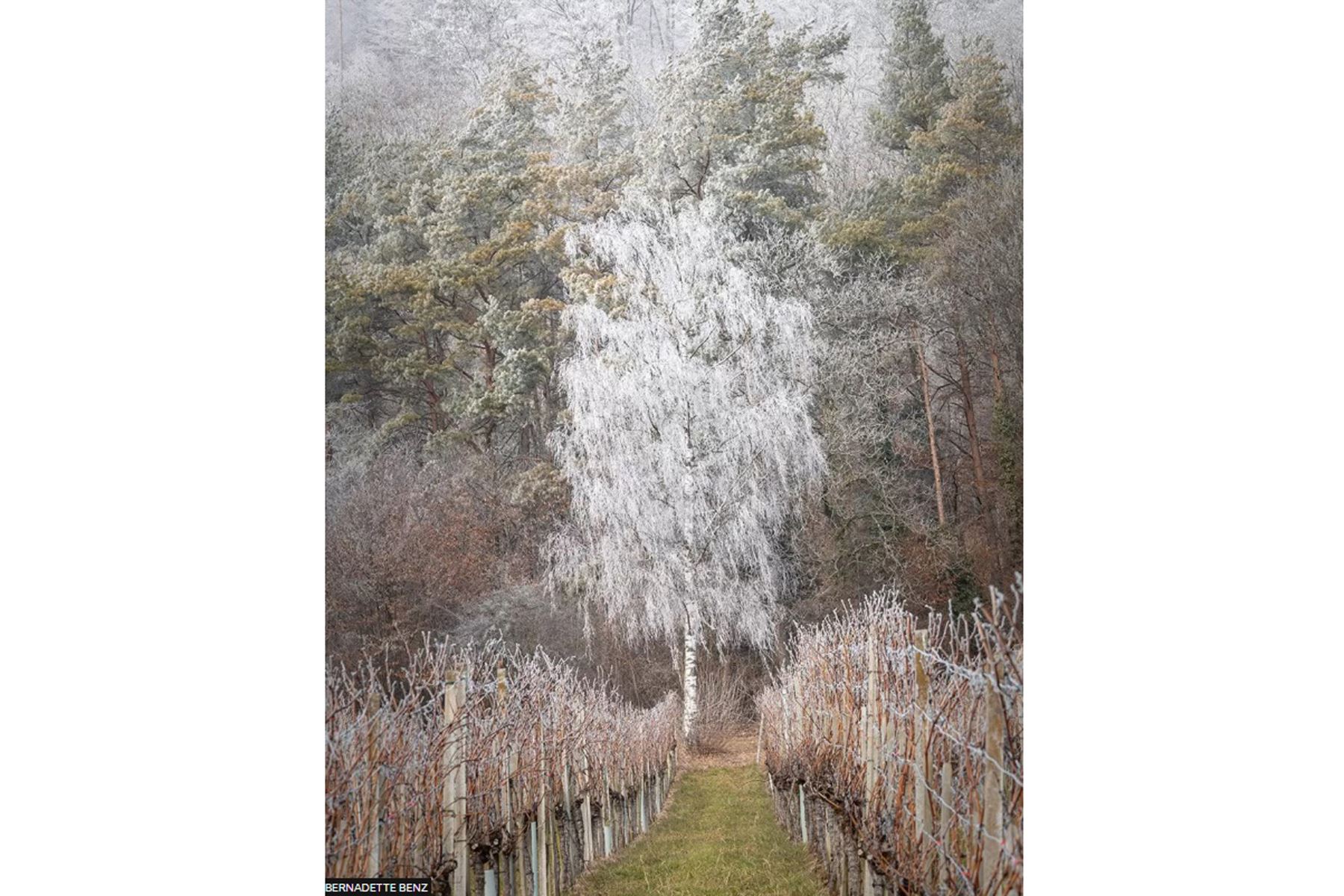 Bernadette Benz esperó un día con escarcha antes de tomar su foto llamada Frosted Silver Birch, que ganó la categoría Trees, Woods and Forests. Fue tomada en Auenstein, Aargau, Suiza.
Foto: Bernadette Benz