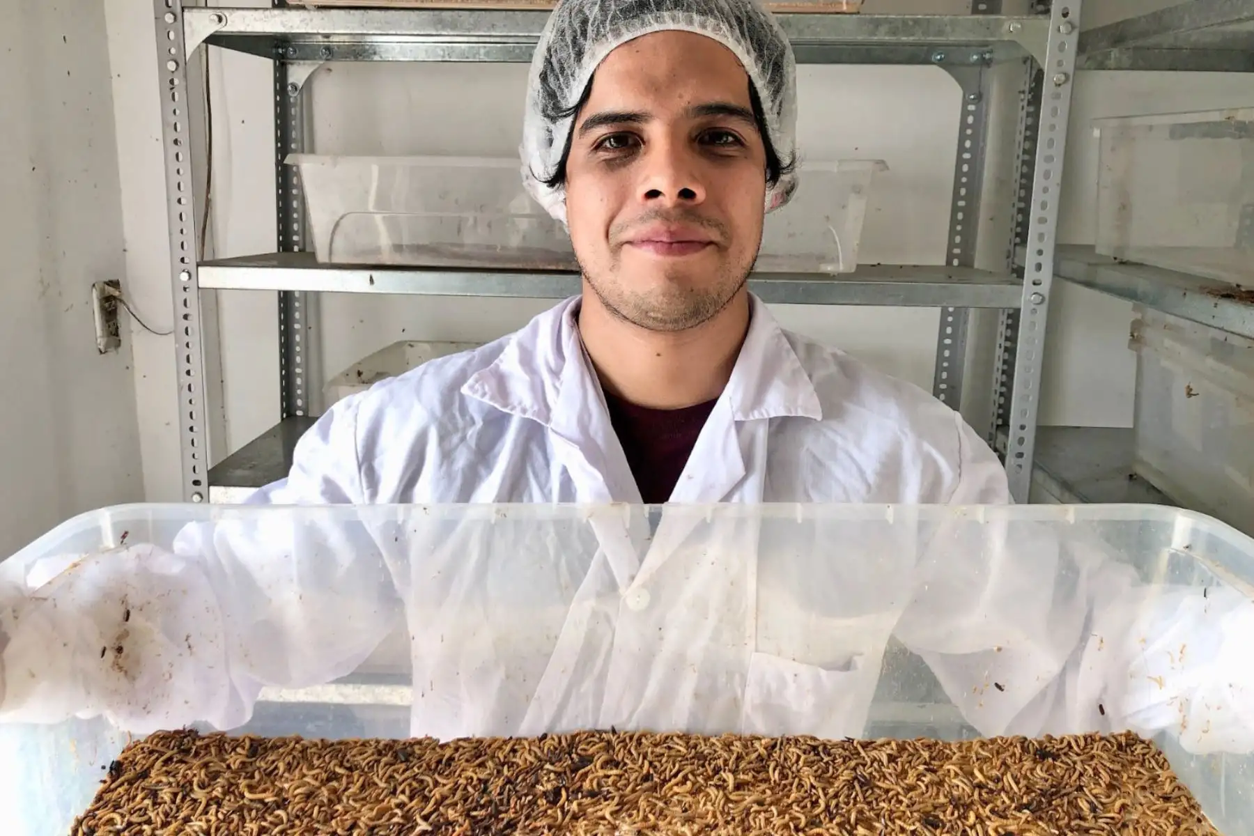 En el 2015 el ingeniero Lama funda la empresa Ento Piruw, con la cual, apuesta por la investigación en fuentes de proteína alternas, y se enfocó en los insectos Hermetia illucens (mosca soldado negro), Tenebrio molitor (gusano de la harina), Gryllus sp (grillo), Dactylopius coccus (cochinilla del carmín), entre otros.