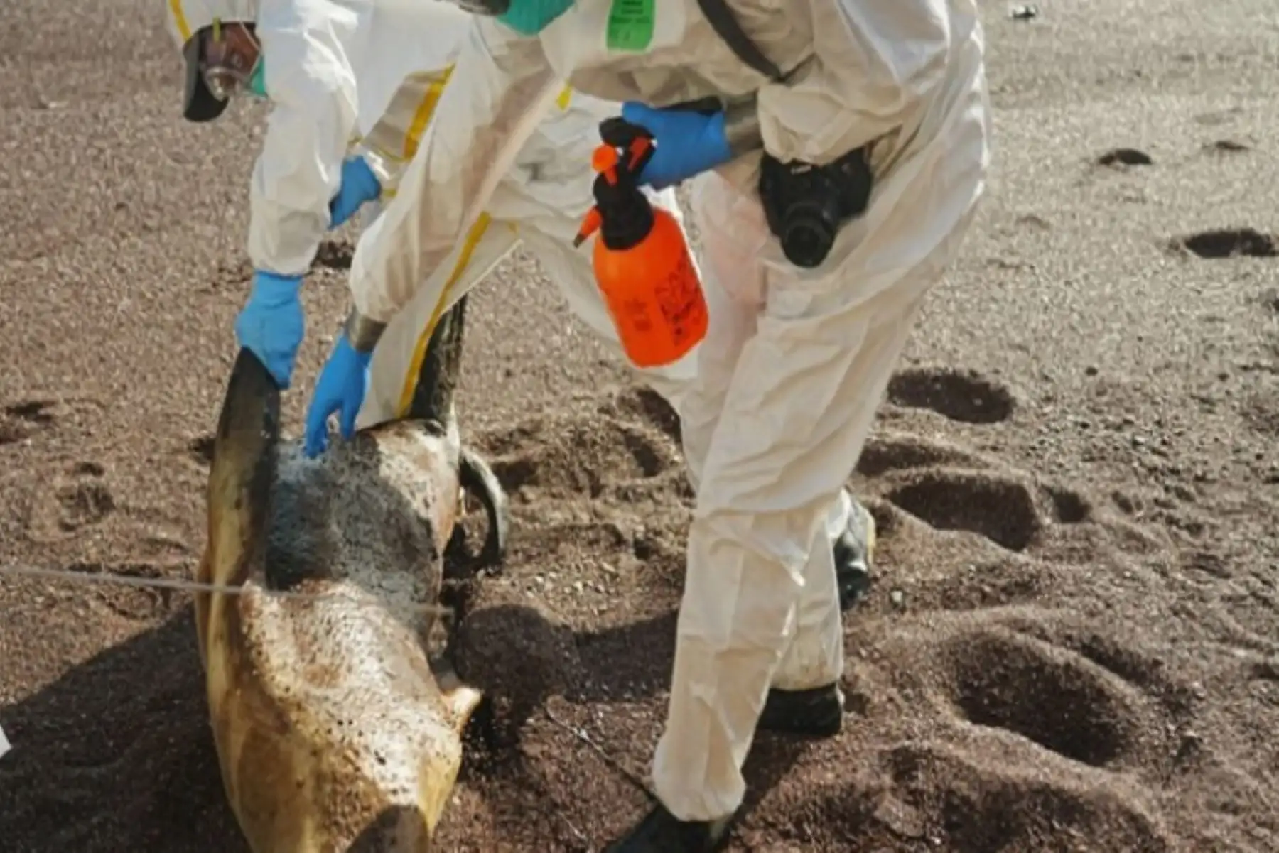 Si alguna persona observa la presencia de animales visiblemente afectados o con signos de enfermedad o muertas en una de las ANP, debe evitar manipularlos.