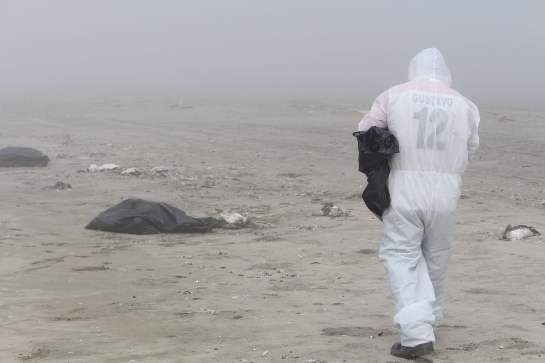 Personal de Sanidad de la Municipalidad de Samanco, en Áncash, sepultó más de una tonelada de aves muertas en esta zona en la playa Los Chimus.