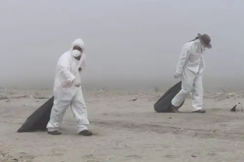 Más de 200 aves y cinco lobos marinos muertos aparecieron en las playas de la provincia de Huarmey, en la costa de la región Áncash, por causas que aún se desconocen. ANDINA/Difusión