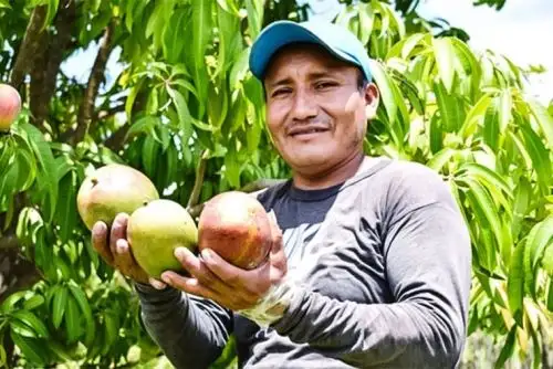 Pequeño productora de mango. Cortesía