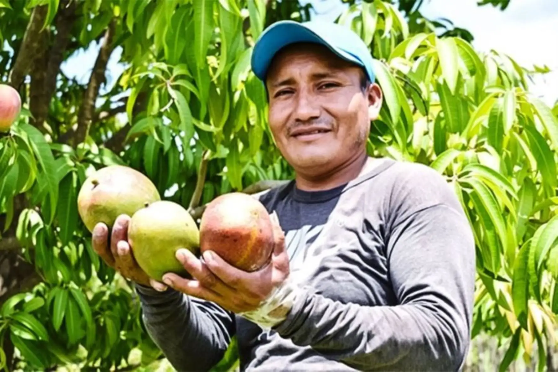 Pequeño productora de mango. Cortesía