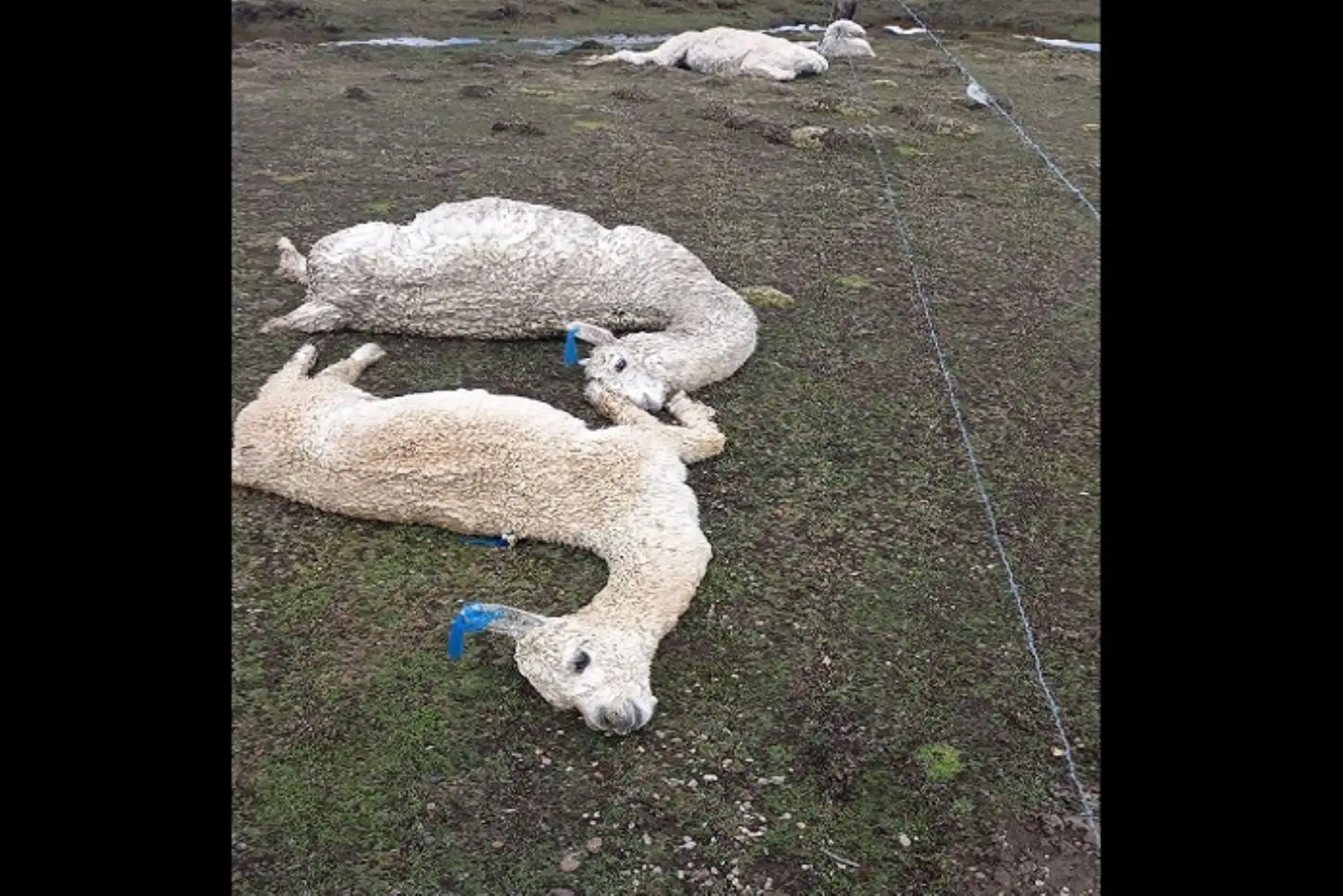 Además de la muerte de camélidos, las intensas lluvias también ocasionaron la inundación de varias viviendas en zonas de la ciudad de Ayaviri. Foto: ANDINA/Difusión