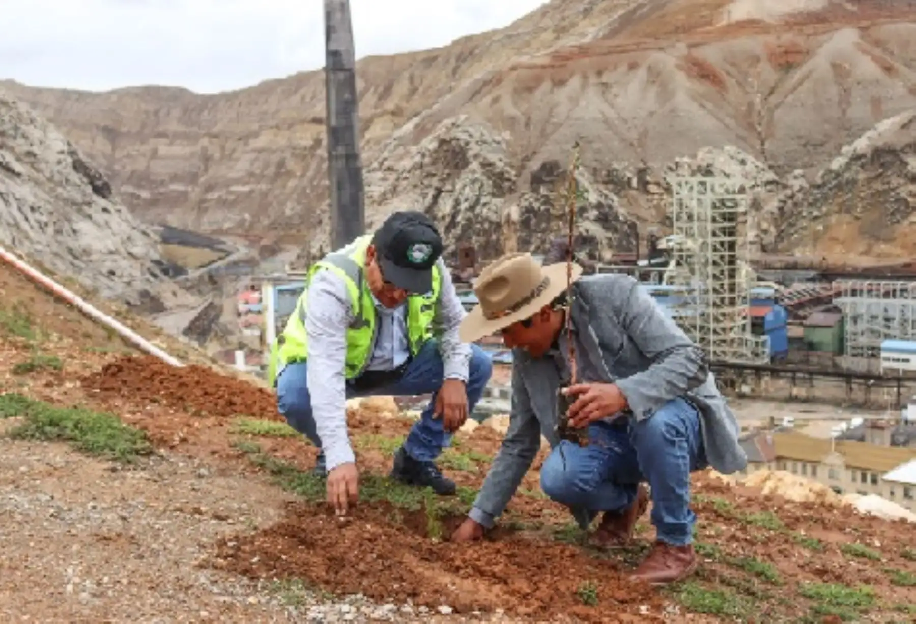 La Oroya: Amsac sumó esfuerzos en reforestación de más de 500 quenuales y pinos.