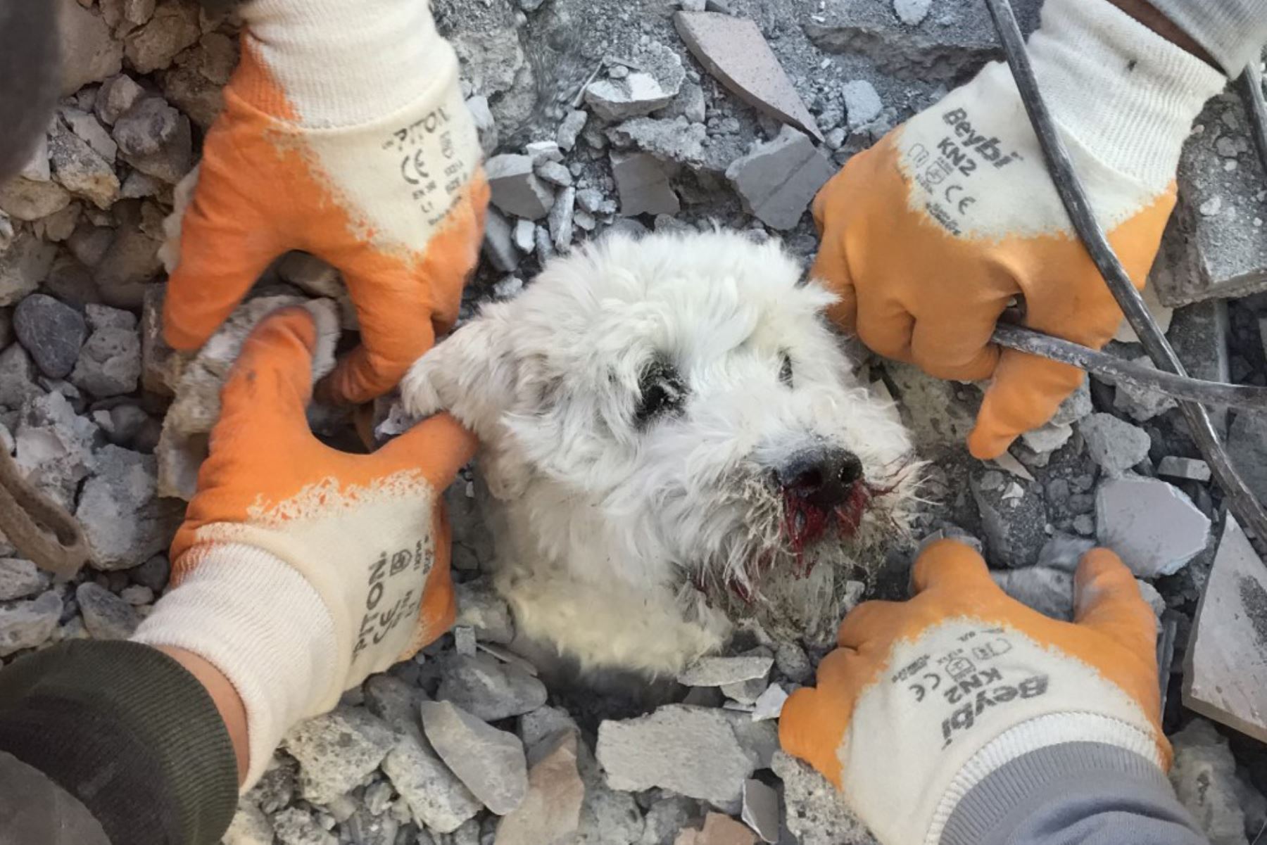 Rescatistas extraen a un perro llamado Pamuk de los escombros de un edificio derrumbado en Hatay. Foto: AFP
