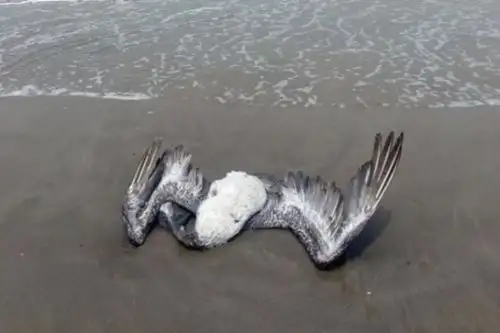 El CDC Perú recomienda a la población no acercarse ni tocar a los animales enfermos o muertos, en especial a las aves o mamíferos marinos, debido a que representan un potencial riesgo de transmisión influenza aviar a las personas y el riesgo de propagarse a la población. ANDINA/ Minsa