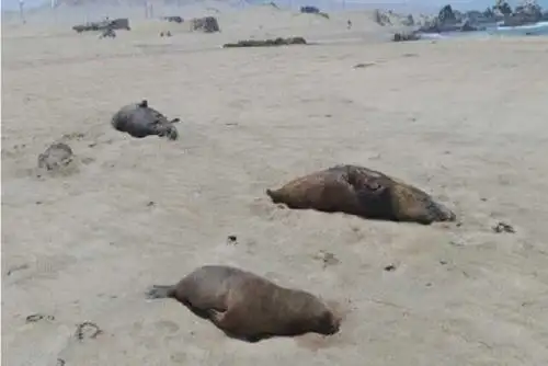 Autoridades visitaron las playas de Pisco y Chincha, con el fin de atender los casos de lobos marinos varados en el litoral sureño.