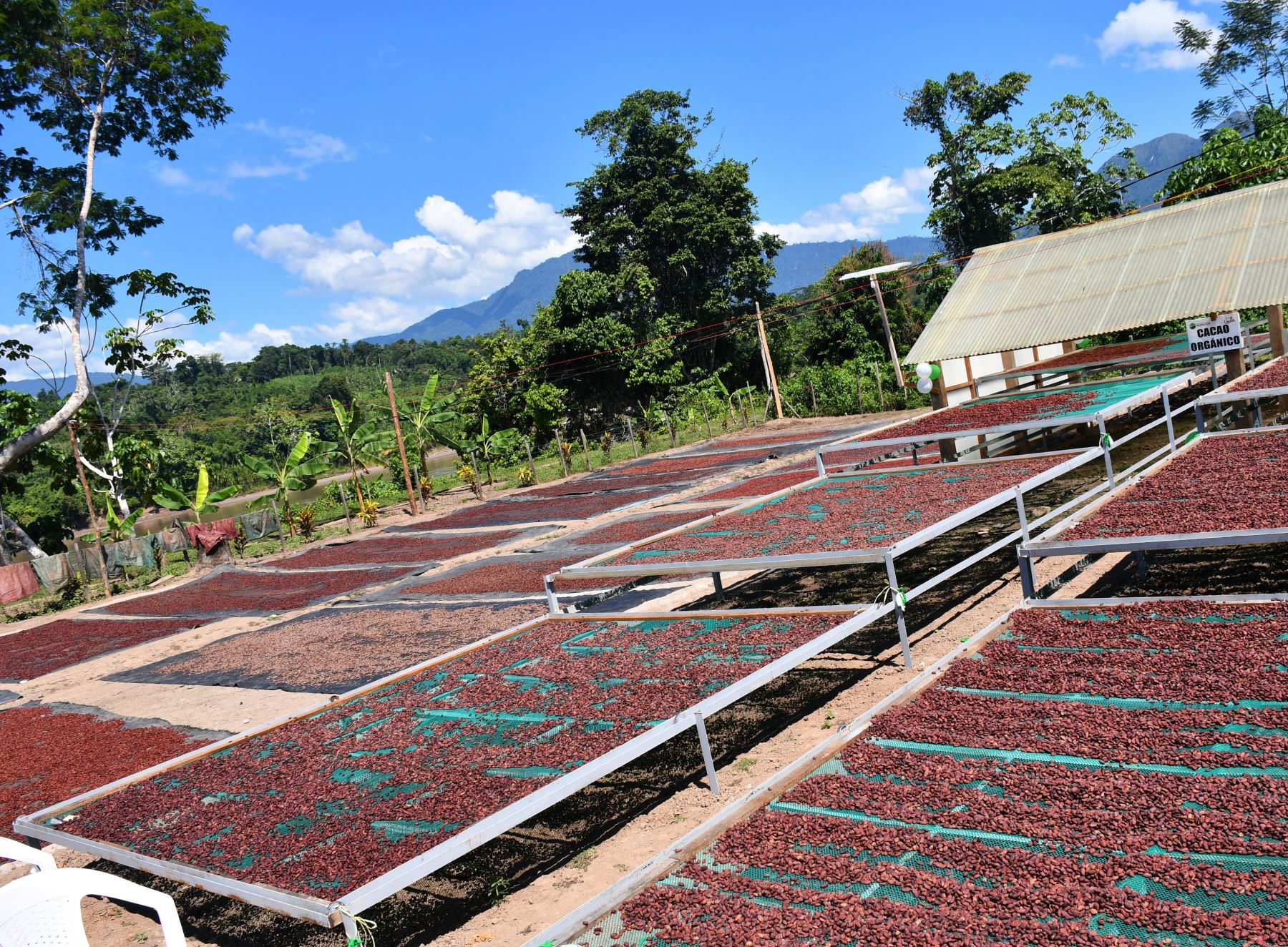 El cacao orgánico es el cultivo emblema y motor que impulsa el desarrollo económico del distrito de Pachiza, región San Martín. Foto: Jorge Quevedo