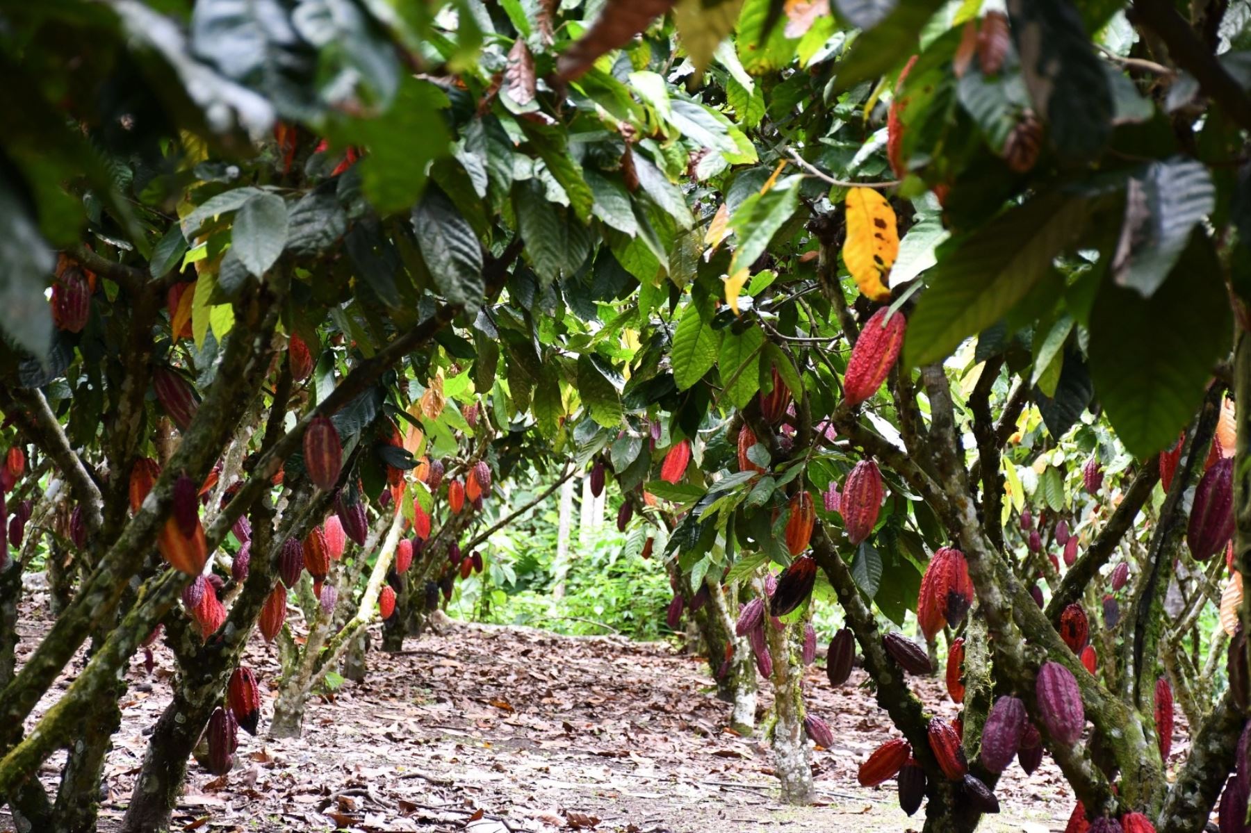 Cortesía. Juanjuí realizará el XIII festival Regional del Cacao y Chocolate San Martín 2023