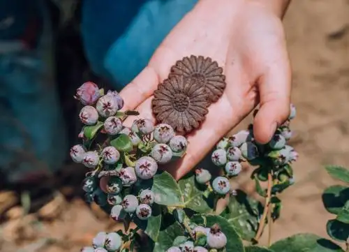 Elaboran nutritiva galleta elaborada a base de arándano y granos andinos ideal para diabéticos, celíacos y veganos. ANDINA/Difusión