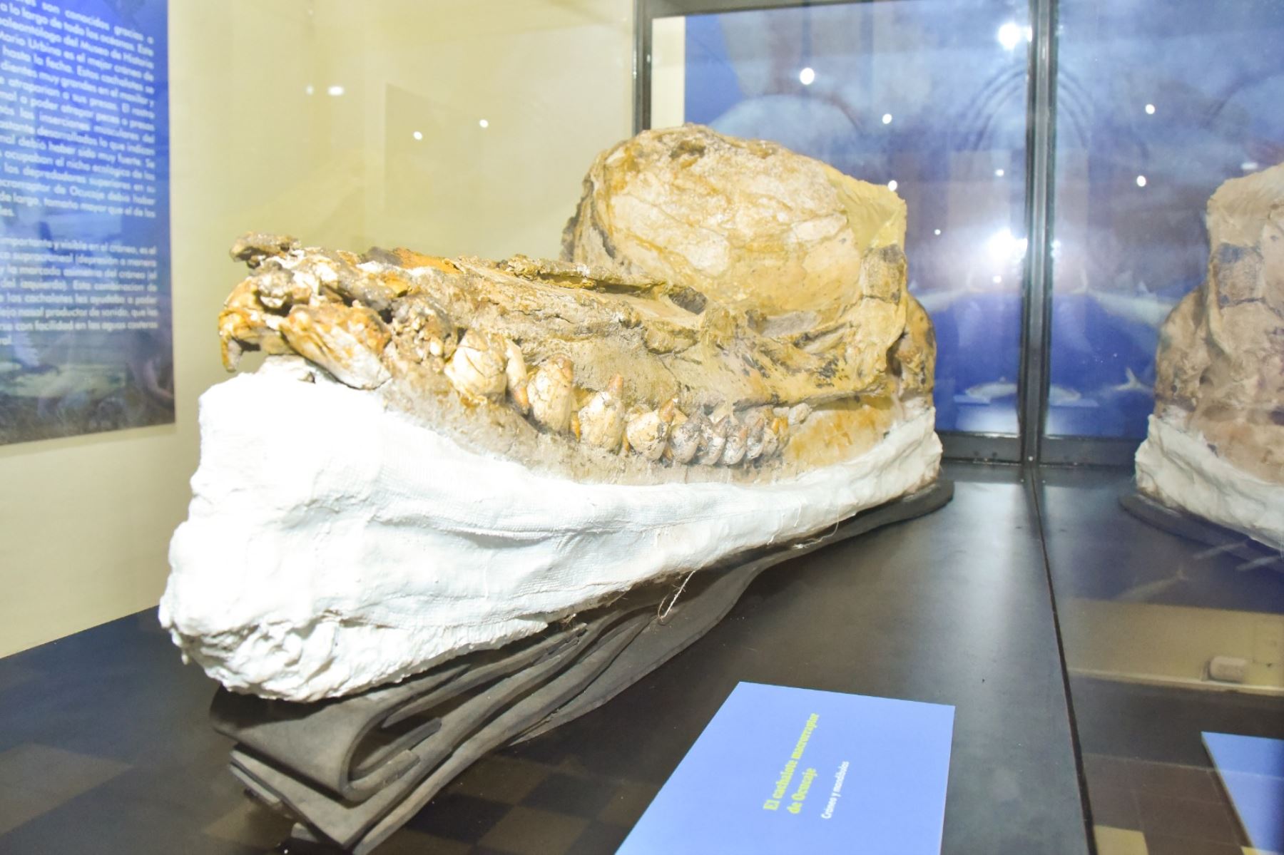 Universidad de San Marcos presentó cráneo de cachalote prehistórico en muy buen estado de conservación.