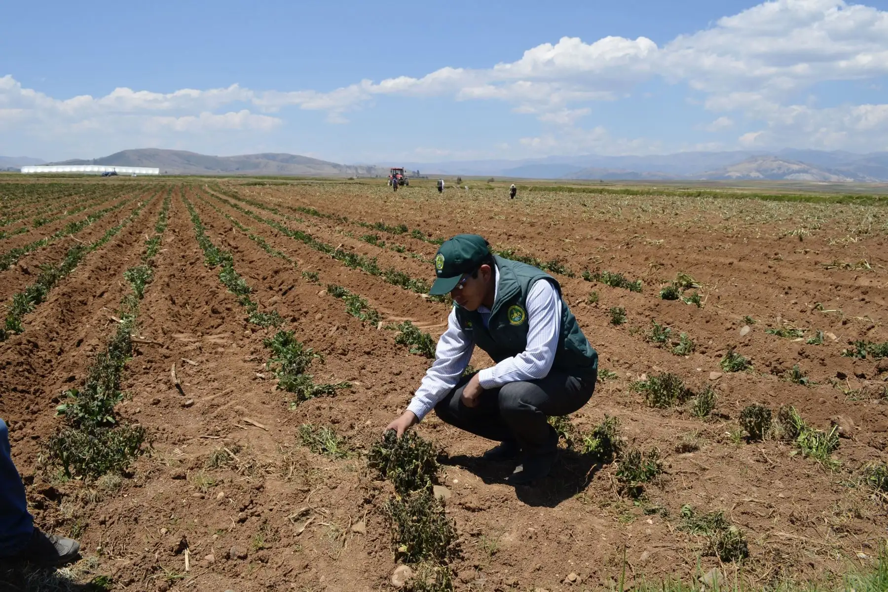 En la región Junín serán atendidos con el bono Recupérate Ya, que otorga el Midagri, productores y alpaqueros de 66 distritos. Foto: ANDINA/difusión.