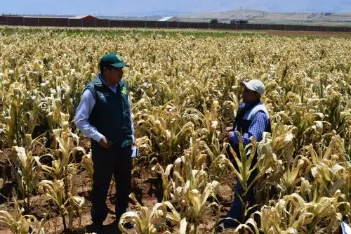 En la región Junín serán atendidos con el bono Recupérate Ya, que otorga el Midagri, productores y alpaqueros de 66 distritos. Foto: ANDINA/difusión.