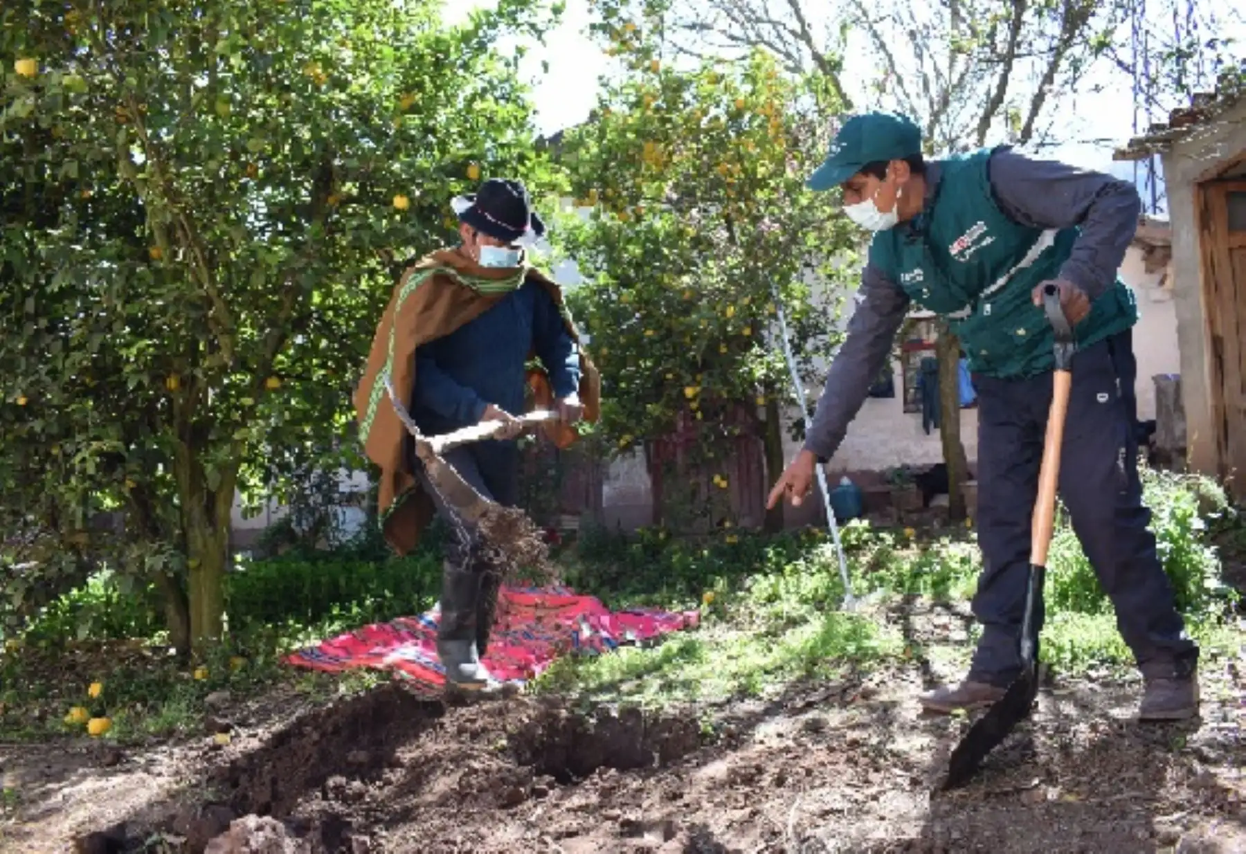 Control de mosca de la fruta se despliega en más 229 mil hectáreas hortofrutícolas