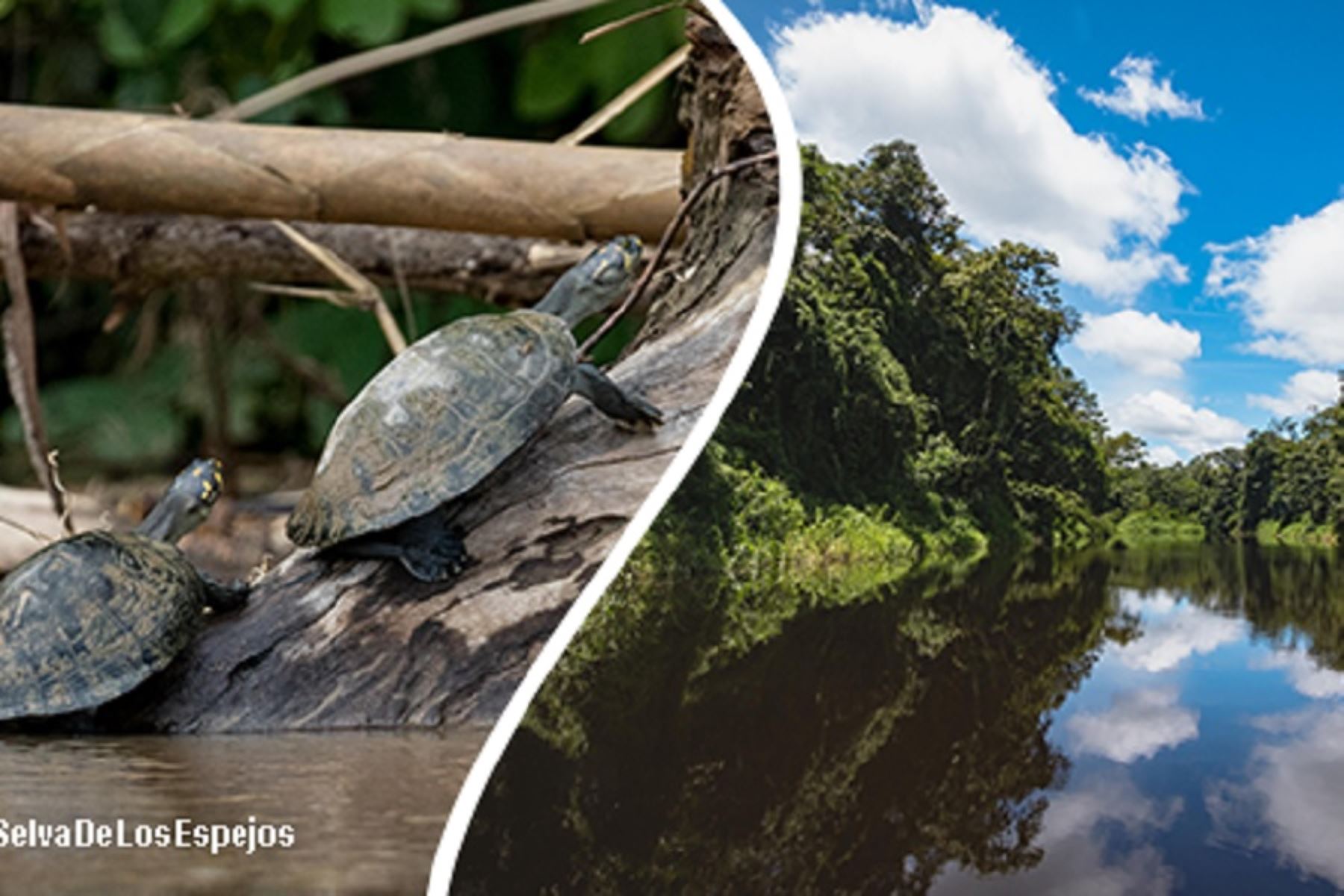 Ubicada en la región Loreto y con una extensión de 2 millones 80,000 hectáreas, la Reserva Nacional Pacaya Samiria es uno de los destinos turísticos amazónicos más notables del Perú gracias a su deslumbrante belleza paisajística y porque conserva una vasta biodiversidad sin parangón en el planeta.