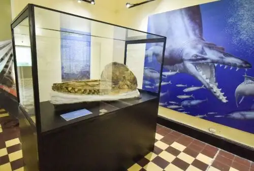 Los asistentes al Museo de Historia Natural de la Universidad Nacional Mayor de San Marcos podrán apreciar la “Ruta del Cachalote macro raptor de Ocucaje” y ser testigos de uno de los hallazgos paleontológicos más notables y reveladores de este siglo, así como la proeza de su traslado para su estudio y exhibición. Foto: Luis Sánchez/UNMSM
