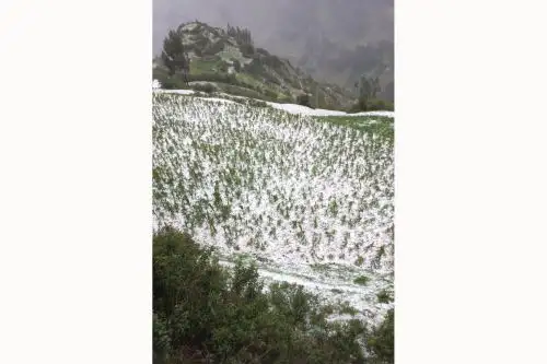 Debido al impacto de las granizadas resultaron afectadas 8 hectáreas de productos como maíz, trigo, cebada y papa. Foto: ANDINA/Difusión