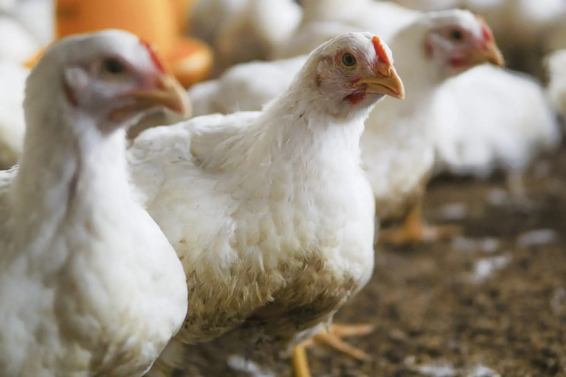 Senasa anuncia vacunación de 30 millones de aves