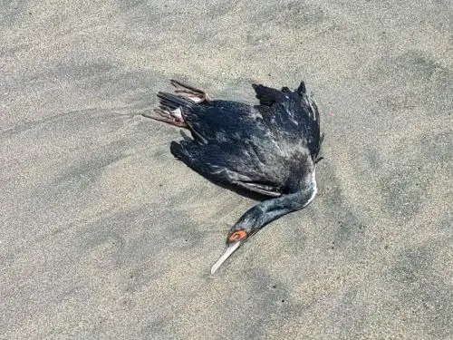 Se presume que la causa de la muerte de los animales varados es la influenza del tipo A H5N1, conocida también como gripe aviar; sin embargo, esto debe ser analizado en un laboratorio. Foto: ANDINA/Difusión