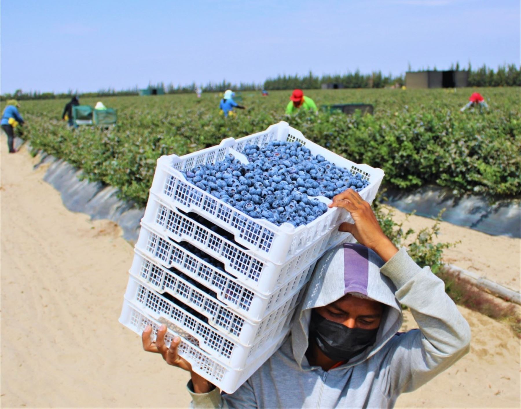 El arándano es uno de los cultivos que mayor desarrollo ha registrado en Lambayeque y se ha convertido en uno de sus principales productos de exportación. ANDINA/Difusión