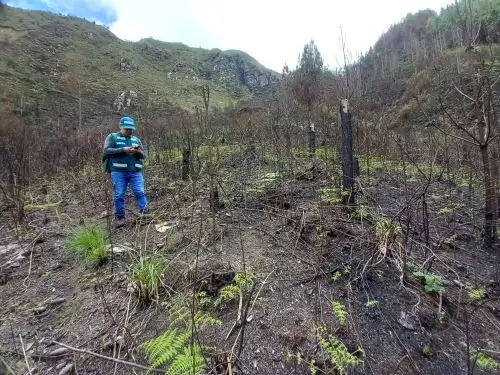 Serfor ejecutó un operativo en Cajamarca contra el tráfico ilegal de madera.