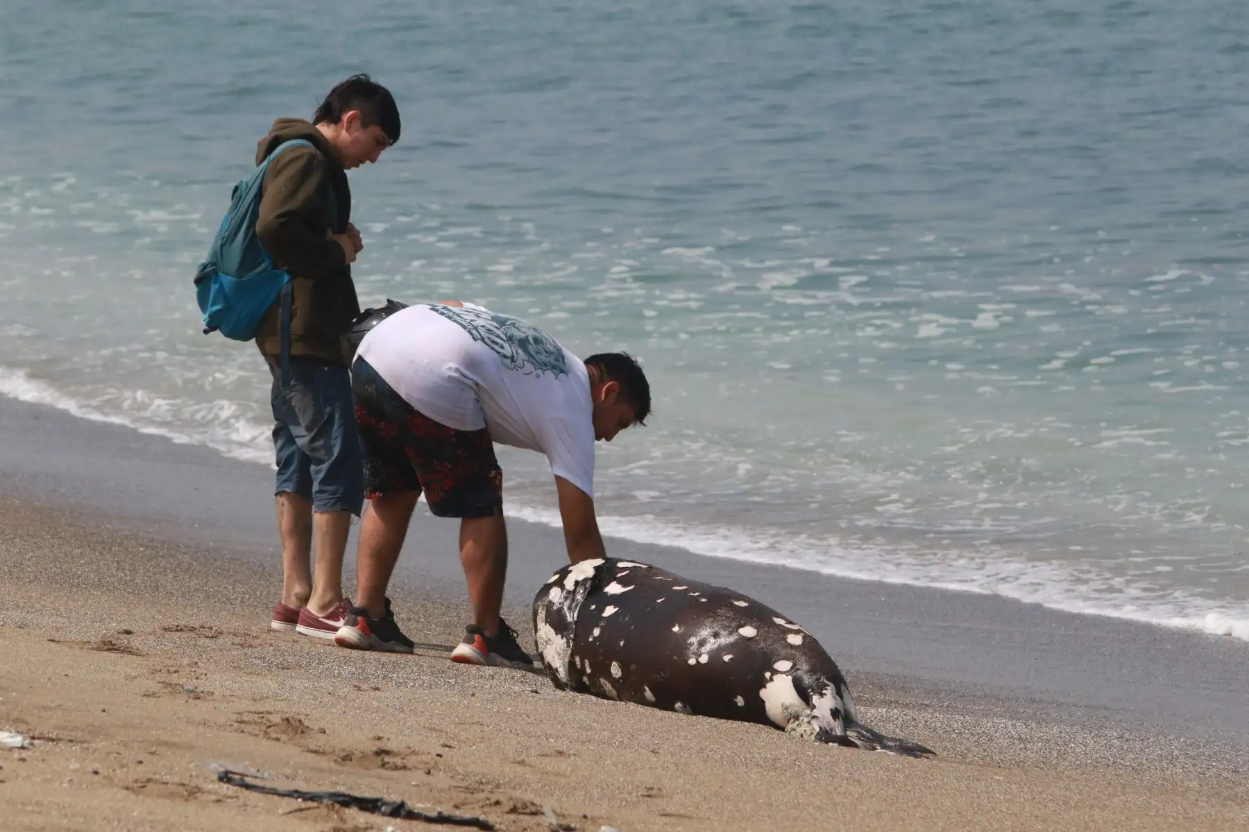 Sernanp apoya a Municipipalidad de Ancón para atender emergencia ante hallazgo de aves muertas y cetáceos  en la orilla de las playas Pocitos, Conchitas y Miramar.
FOTO:ANDINA/Hector Vinces.