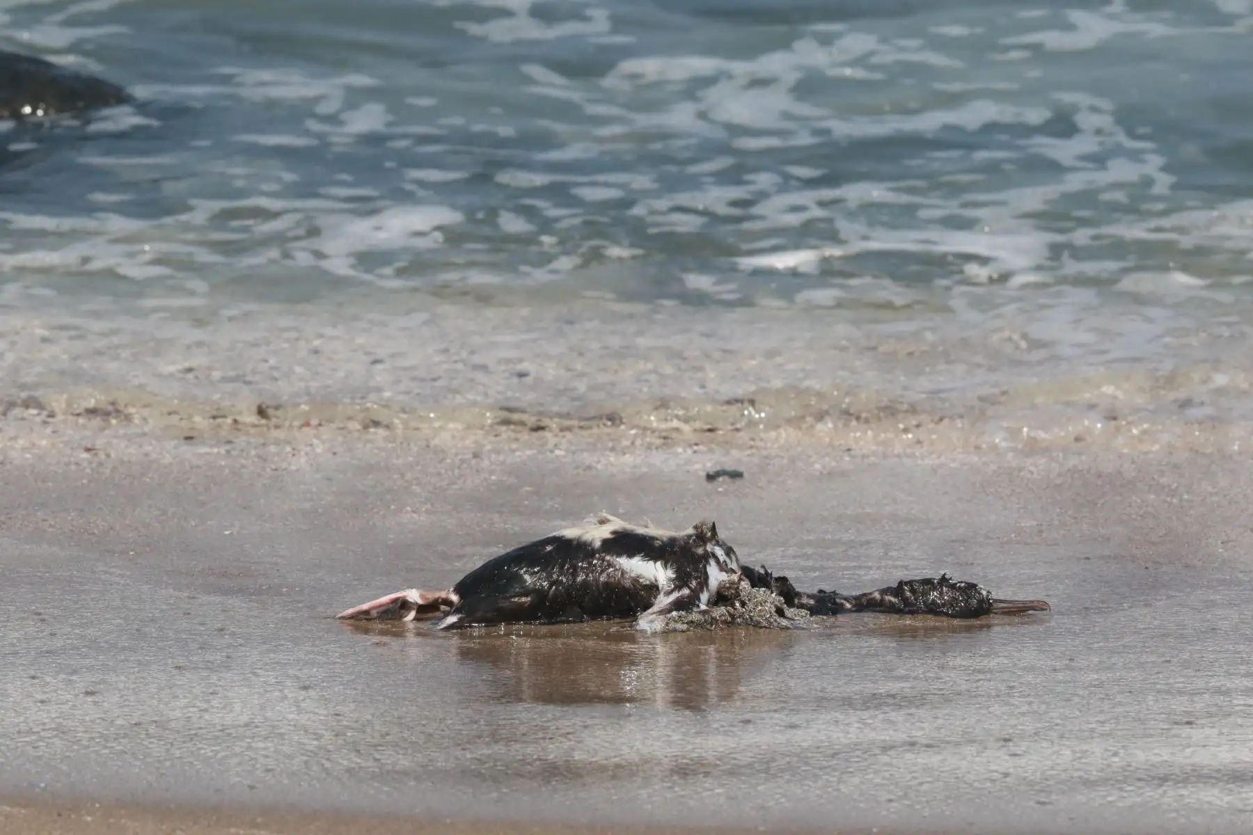 Muerte masiva de aves y cetáceos en playas de Ancón  son atendidas por brigadas ecologistas de Sernanp y Municipalidad de Ancón.FOTO:ANDINA/Hector Vinces.