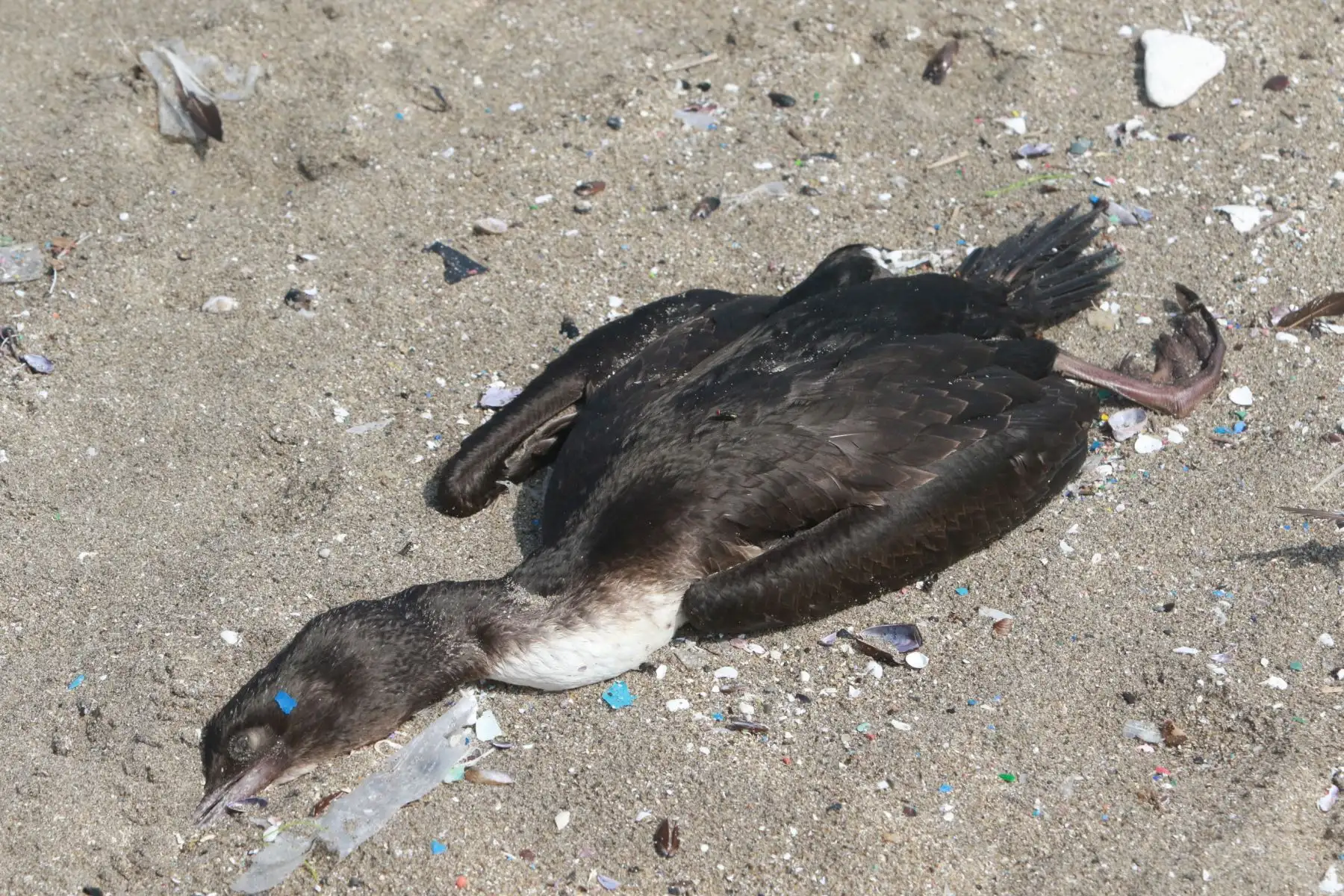 Muerte masiva de aves y cetáceos en playas de Ancón  son atendidas por brigadas ecologistas de Sernanp y Municipalidad de Ancón.FOTO:ANDINA/Hector Vinces.