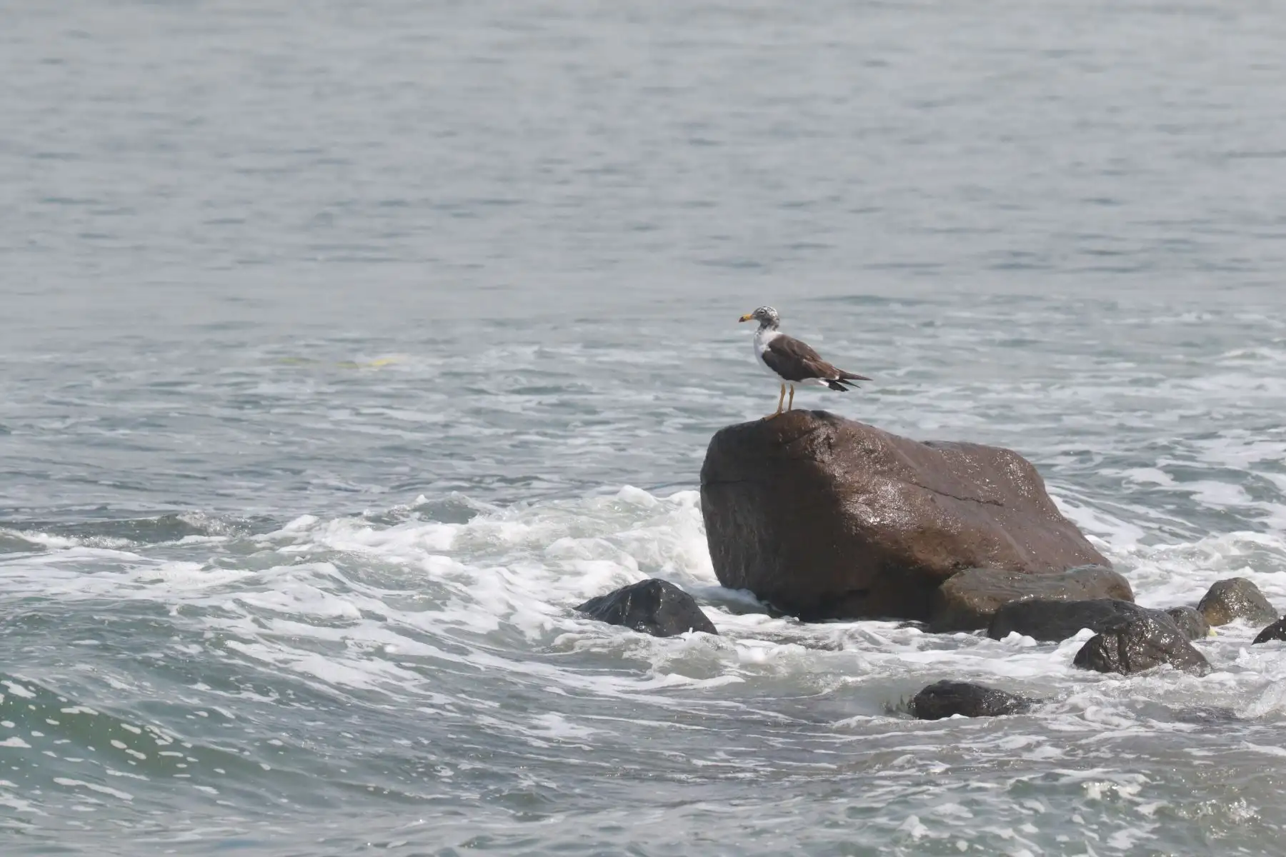 Muerte masiva de aves y cetáceos en playas de Ancón  son atendidas por brigadas ecologistas de Sernanp y Municipalidad de Ancón.FOTO:ANDINA/Hector Vinces.