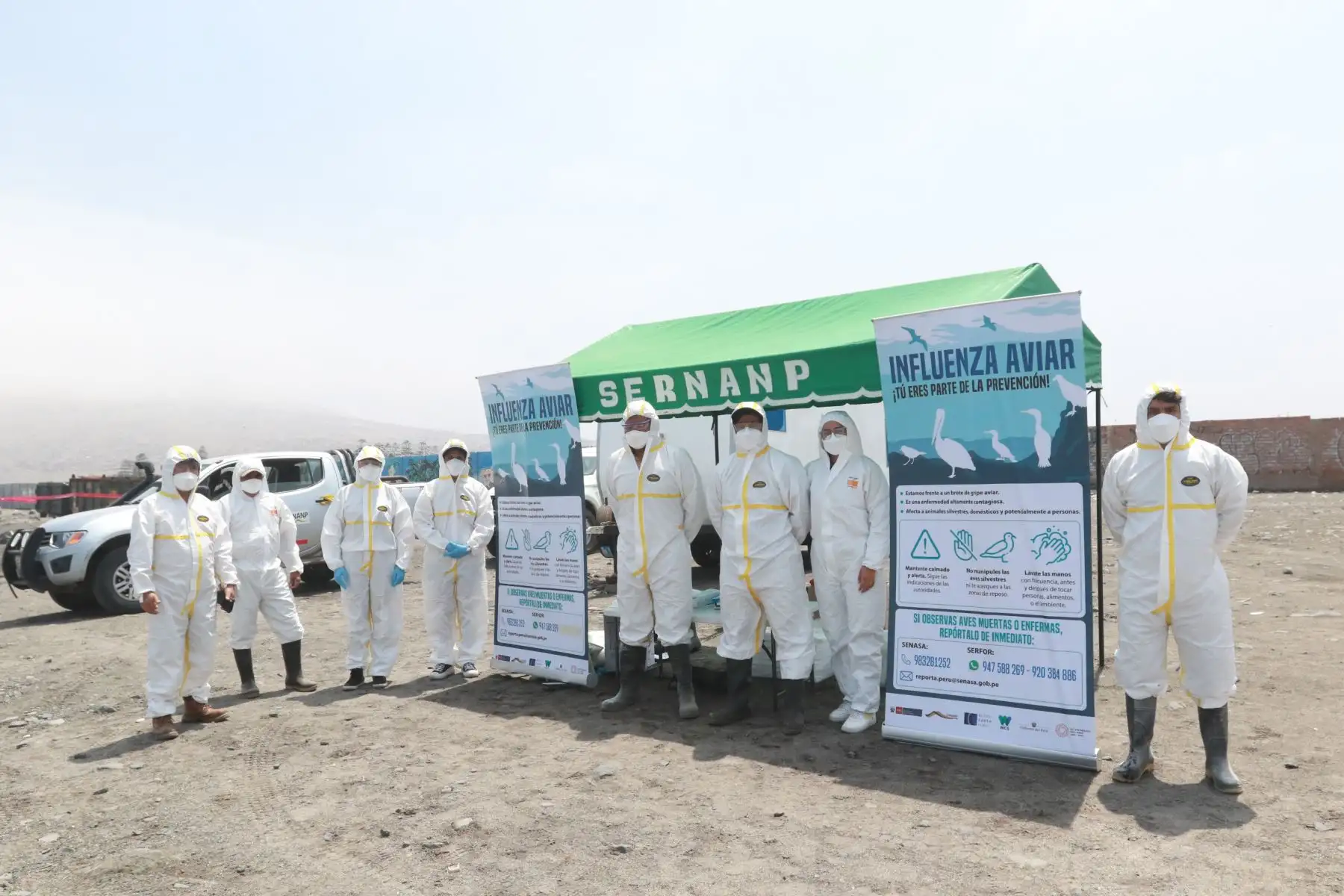 Muerte masiva de aves y cetáceos en playas de Ancón  son atendidas por brigadas ecologistas de Sernanp y Municipalidad de Ancón.FOTO:ANDINA/Hector Vinces.