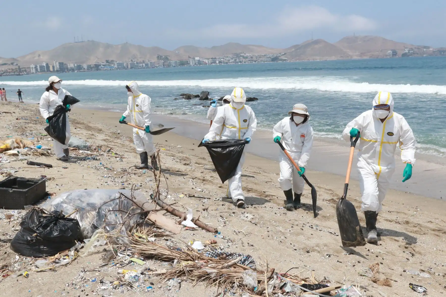 Muerte masiva de aves y cetáceos en playas de Ancón  son atendidas por brigadas ecologistas de Sernanp y Municipalidad de Ancón.FOTO:ANDINA/Hector Vinces.