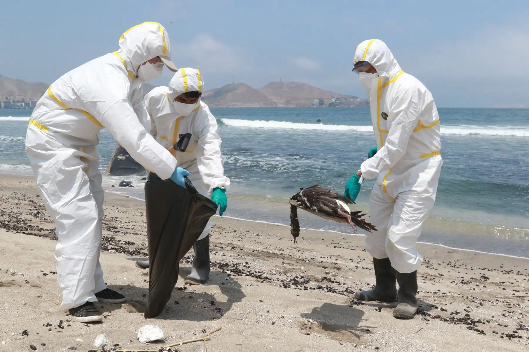 Muerte masiva de aves y cetáceos en playas de Ancón  son atendidas por brigadas ecologistas de Sernanp y Municipalidad de Ancón.FOTO:ANDINA/Hector Vinces.