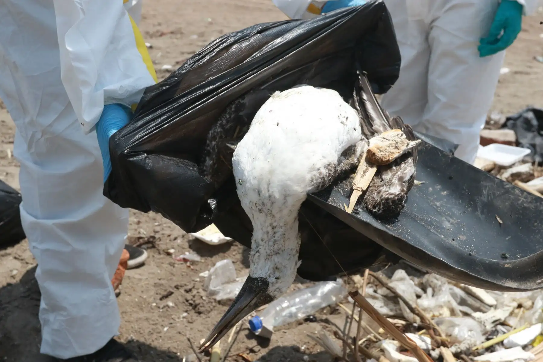 Muerte masiva de aves y cetáceos en playas de Ancón  son atendidas por brigadas ecologistas de Sernanp y Municipalidad de Ancón.FOTO:ANDINA/Hector Vinces.