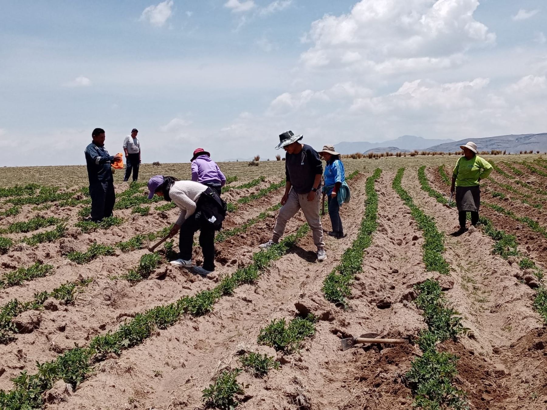 Advierten que déficit de lluvias en Puno pone en riesgo la producción agrícola en esta región. ANDINA/Difusión
