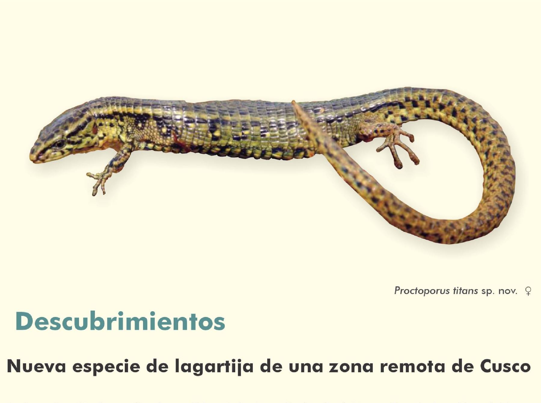 Científicos de la Universidad Nacional Mayor de San Marcos hallaron una nueva especie de lagartija en una zona remota del Parque Nacional Otishi, región Cusco. Foto: ANDINA/difusión.