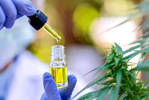 Minsa aprueba reglamento que regula uso medicinal y terapéutico del cannabis. Foto:ANDINA/DIfusión