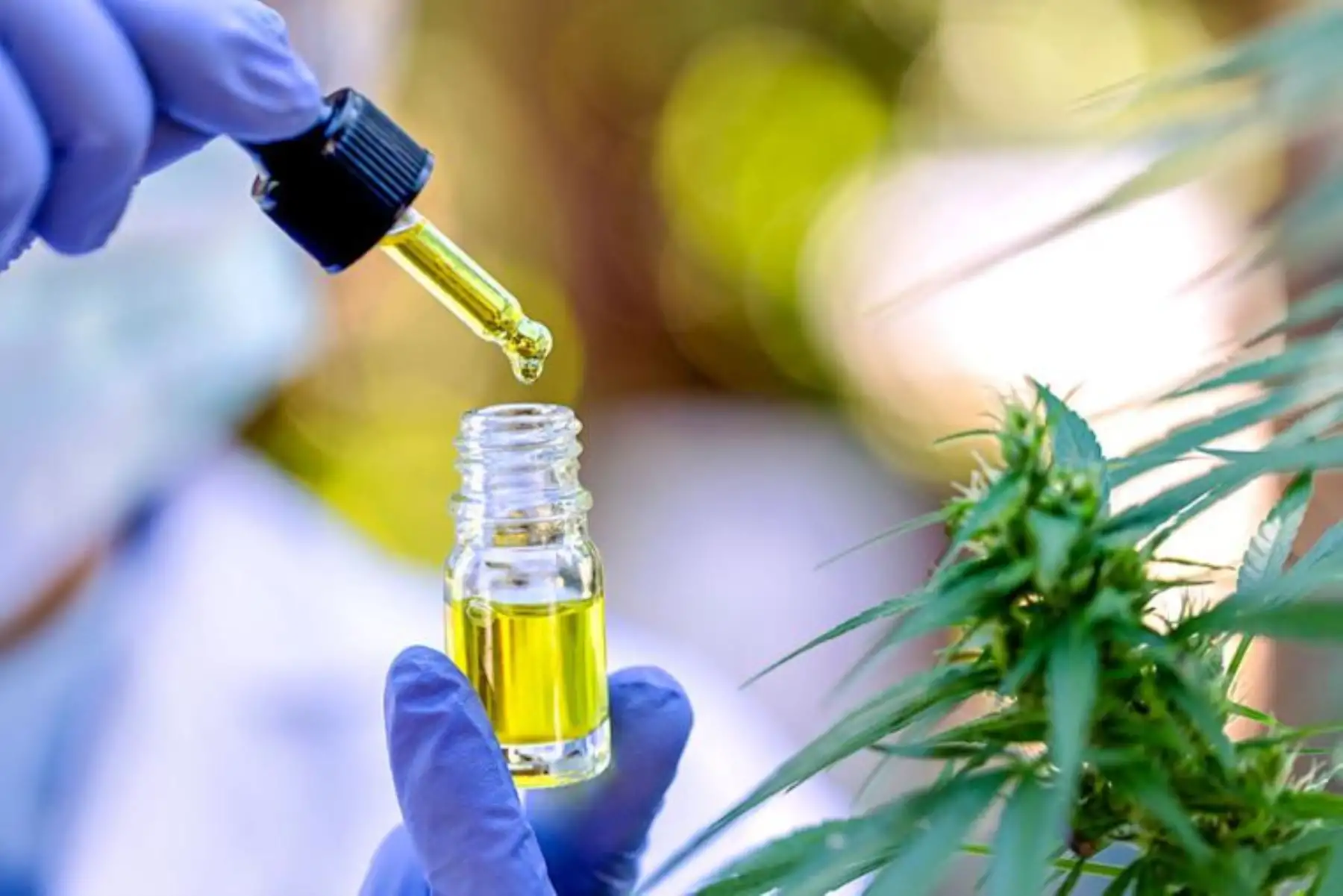 Minsa aprueba reglamento que regula uso medicinal y terapéutico del cannabis. Foto:ANDINA/DIfusión