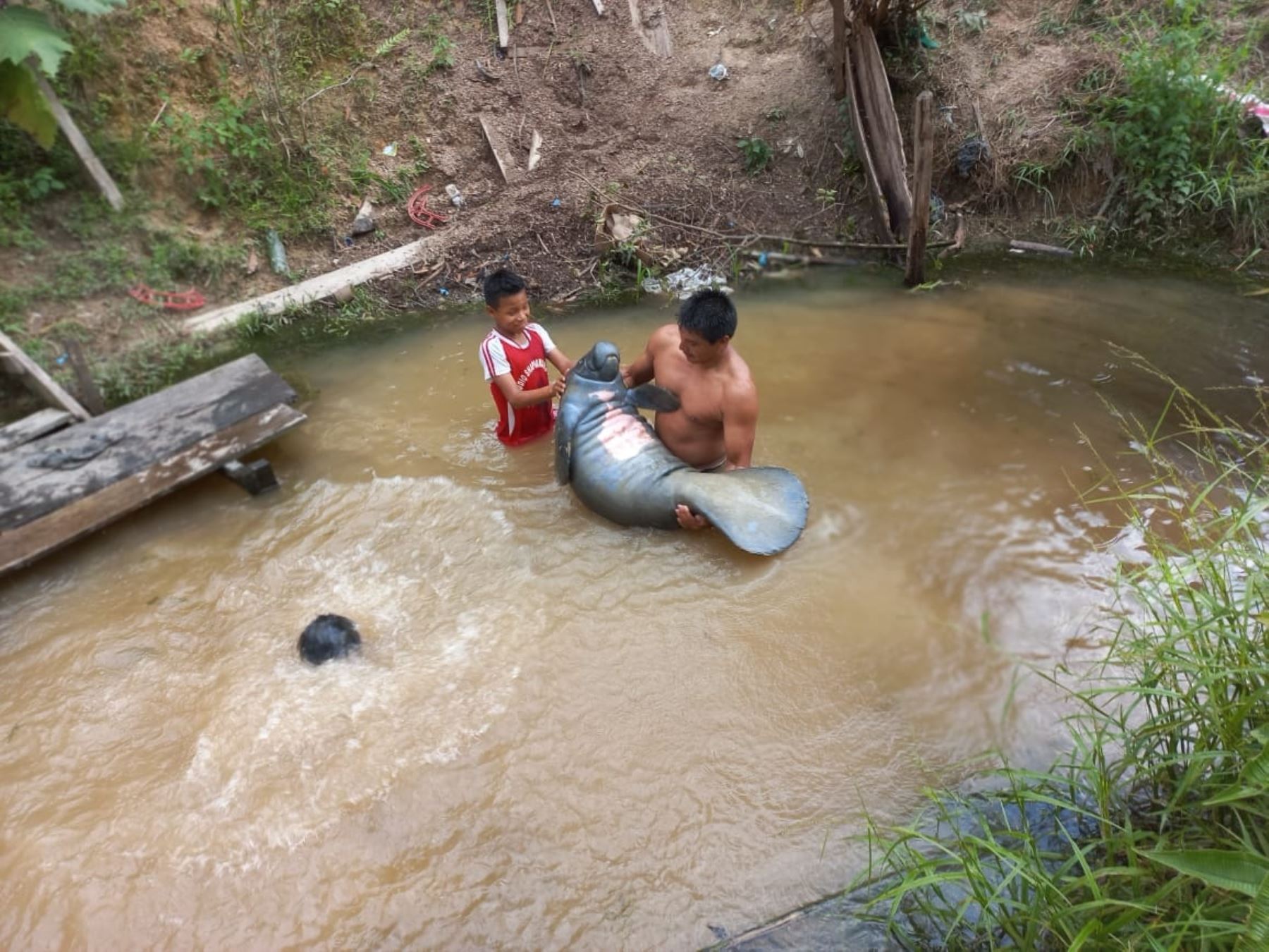 Pobladores de una comunidad ubicada en la provincia de Putumayo, región Loreto, cerca de la frontera con Colombia, rescataron a manatí de 1 año de edad. ANDINA/Difusión