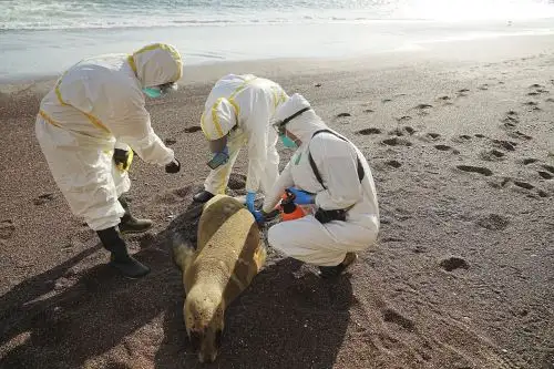 El Sernanp ha reforzado la vigilancia y ha activado sus sistemas de alerta en todas las áreas marino costeras del litoral peruano. Foto: ANDINA/Sernanp